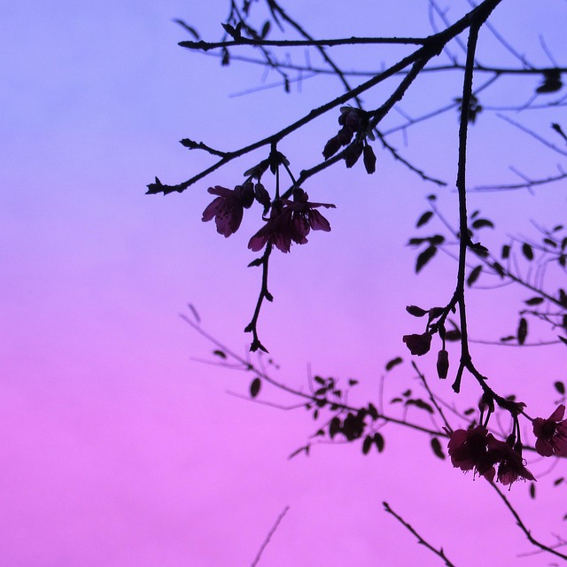 Den overraskende historie bag wanton